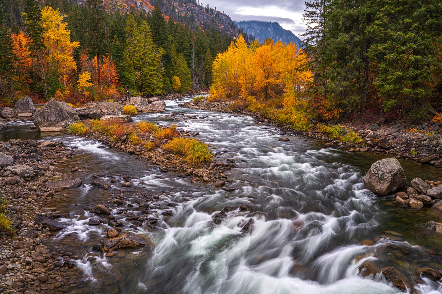 Wenatchee River flowing through golden autumn trees and evergreen forest, fine art print by Tim Maxwell.
