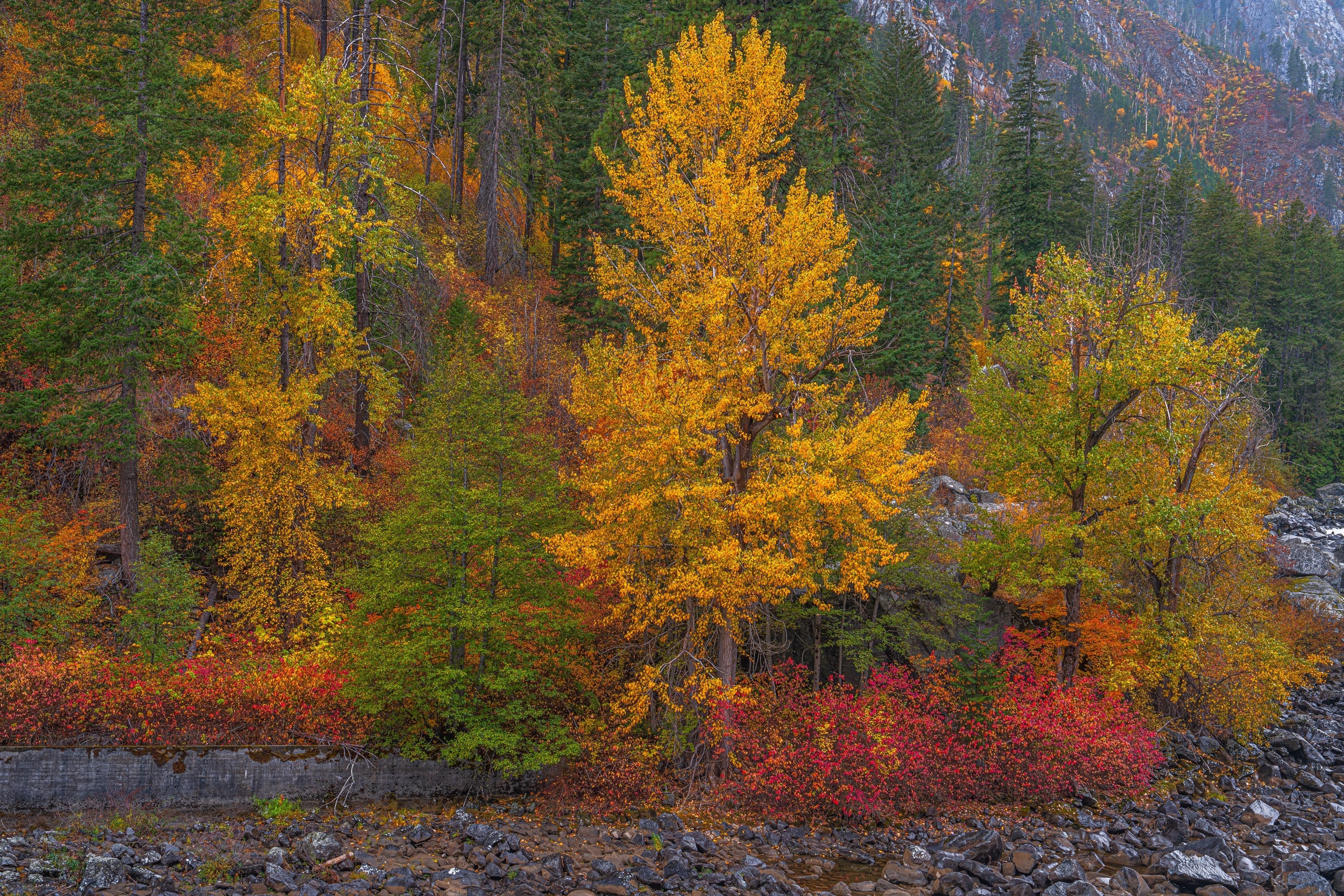 Amazing Trees