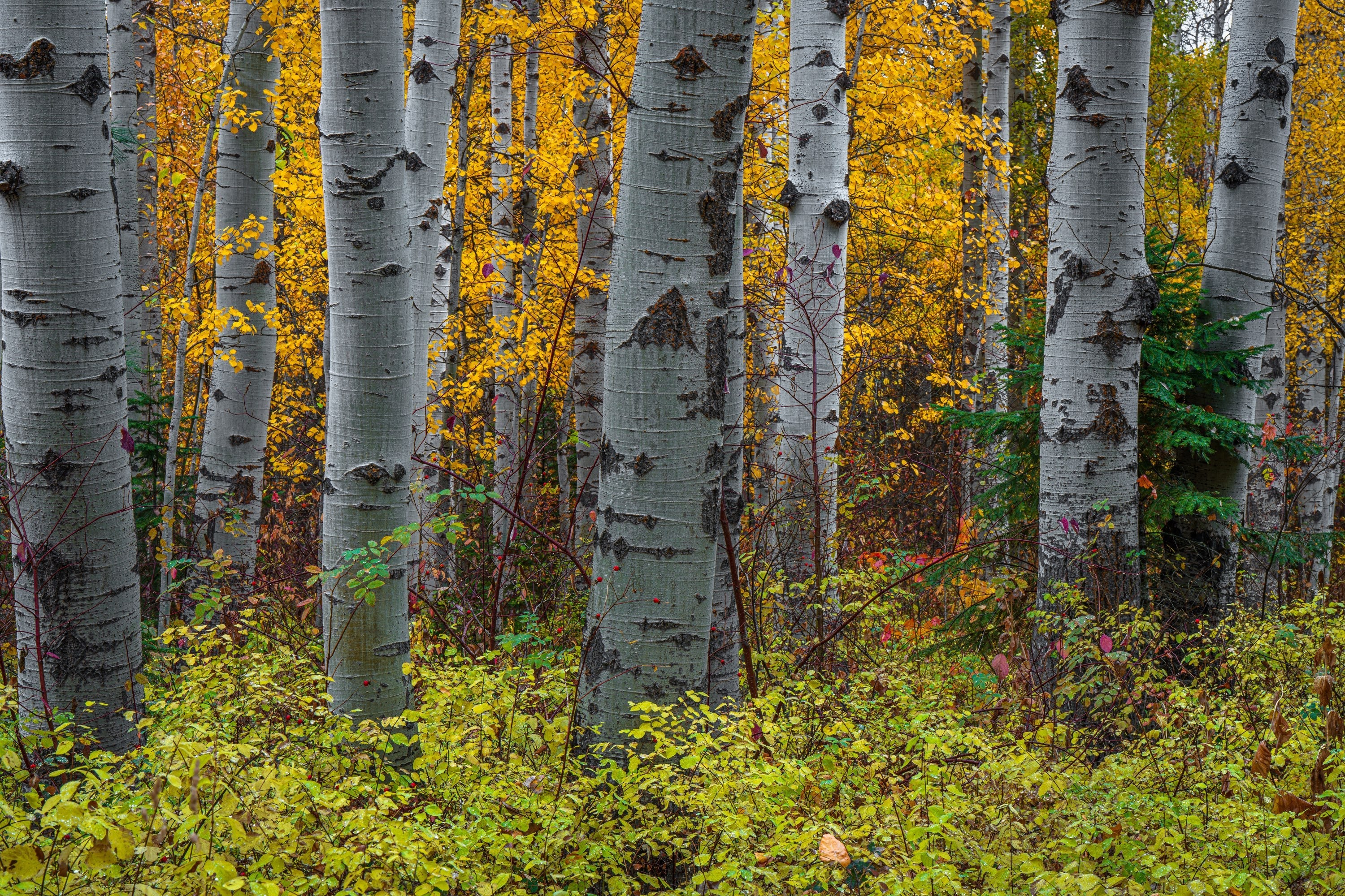 Fall Colors