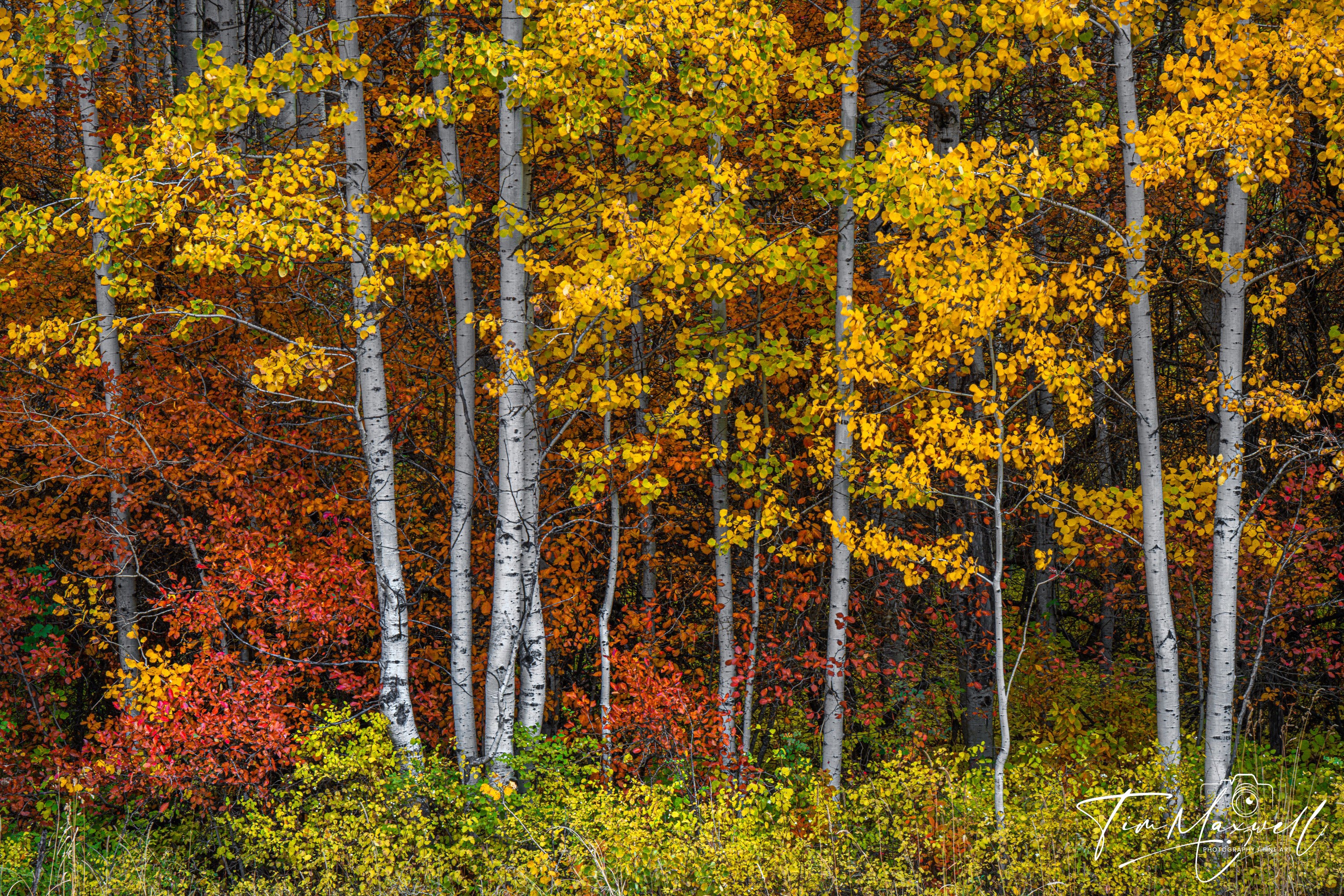 Golden aspen trees with red and orange foliage backdrop, fine art print by Tim Maxwell.