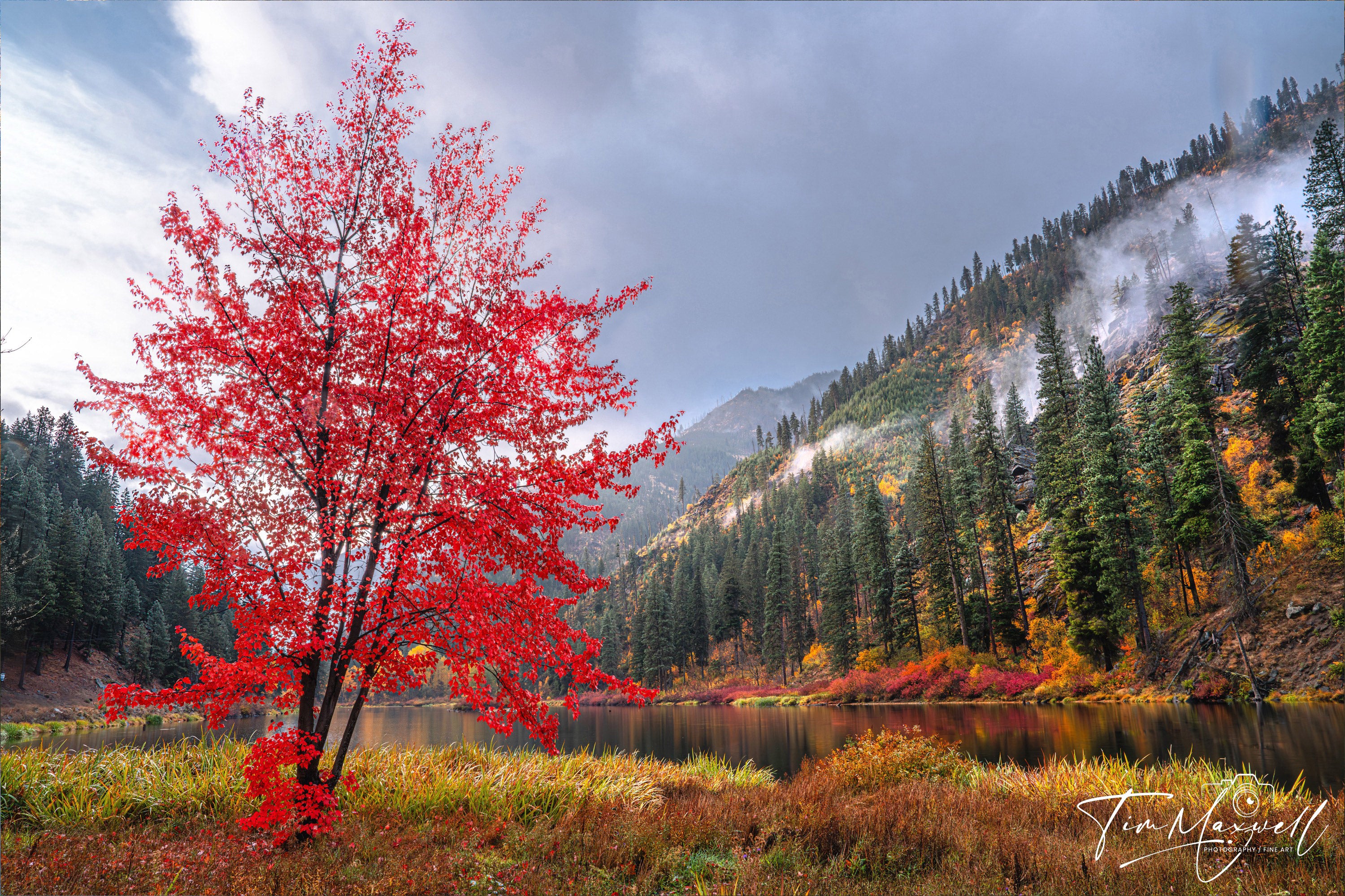 Lone crimson tree with vivid red leaves along Wenatchee River in Tumwater Canyon, misty autumn mountains in the background.