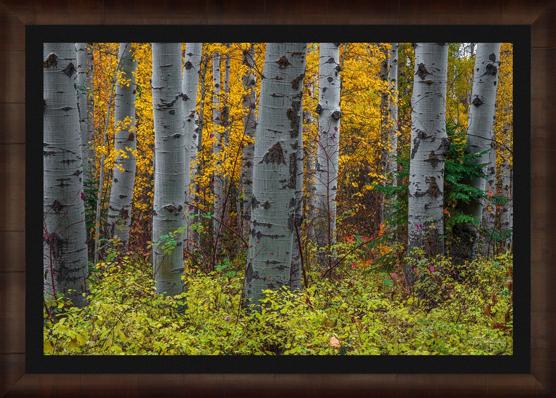 Embraced by Aspens fine art print in ROMA Moulding wood frame with black liner.