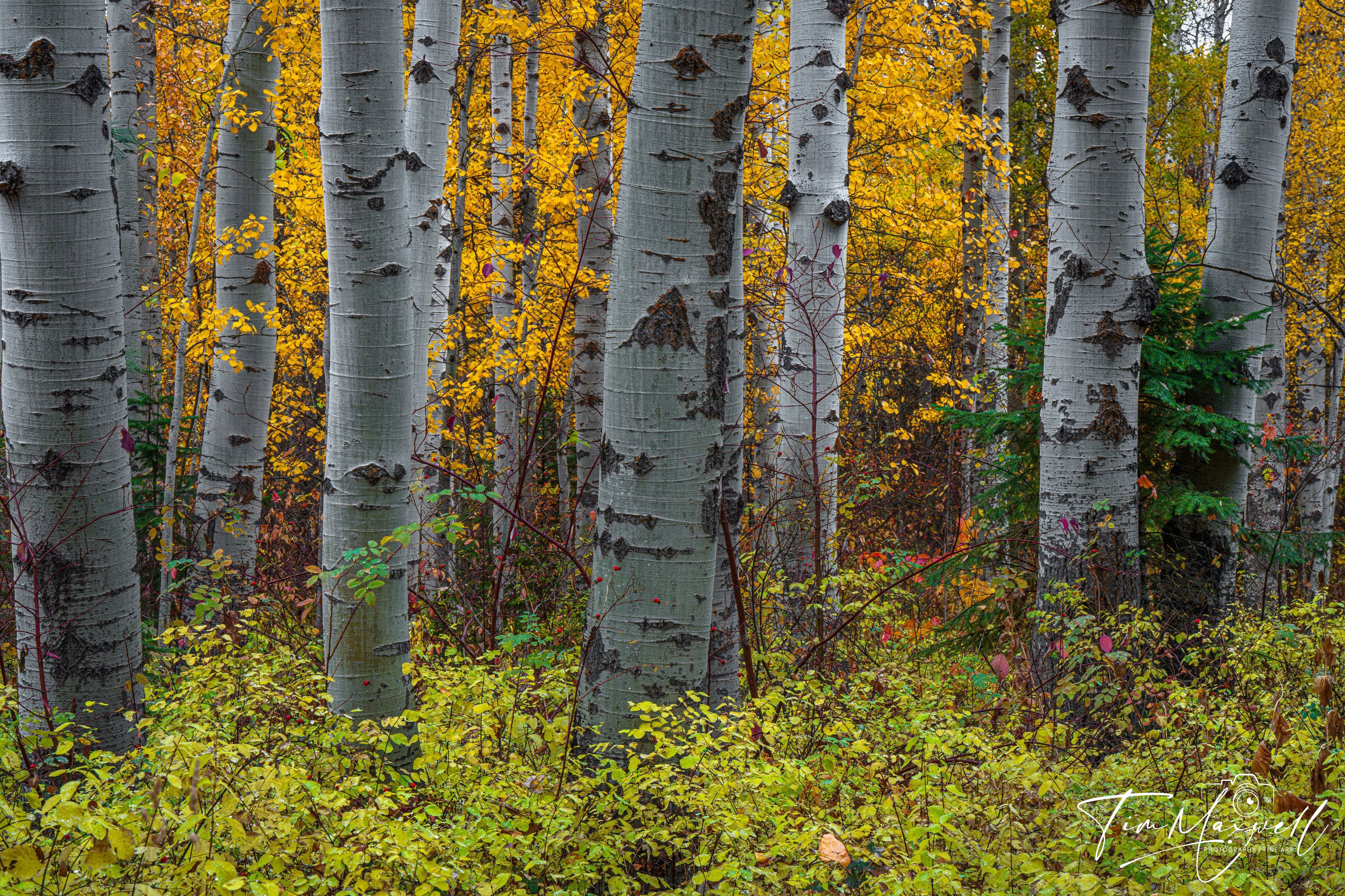 Aspen grove in Wenatchee National Forest with silver trunks, golden leaves, and lush green-yellow undergrowth, fine art print by Tim Maxwell.