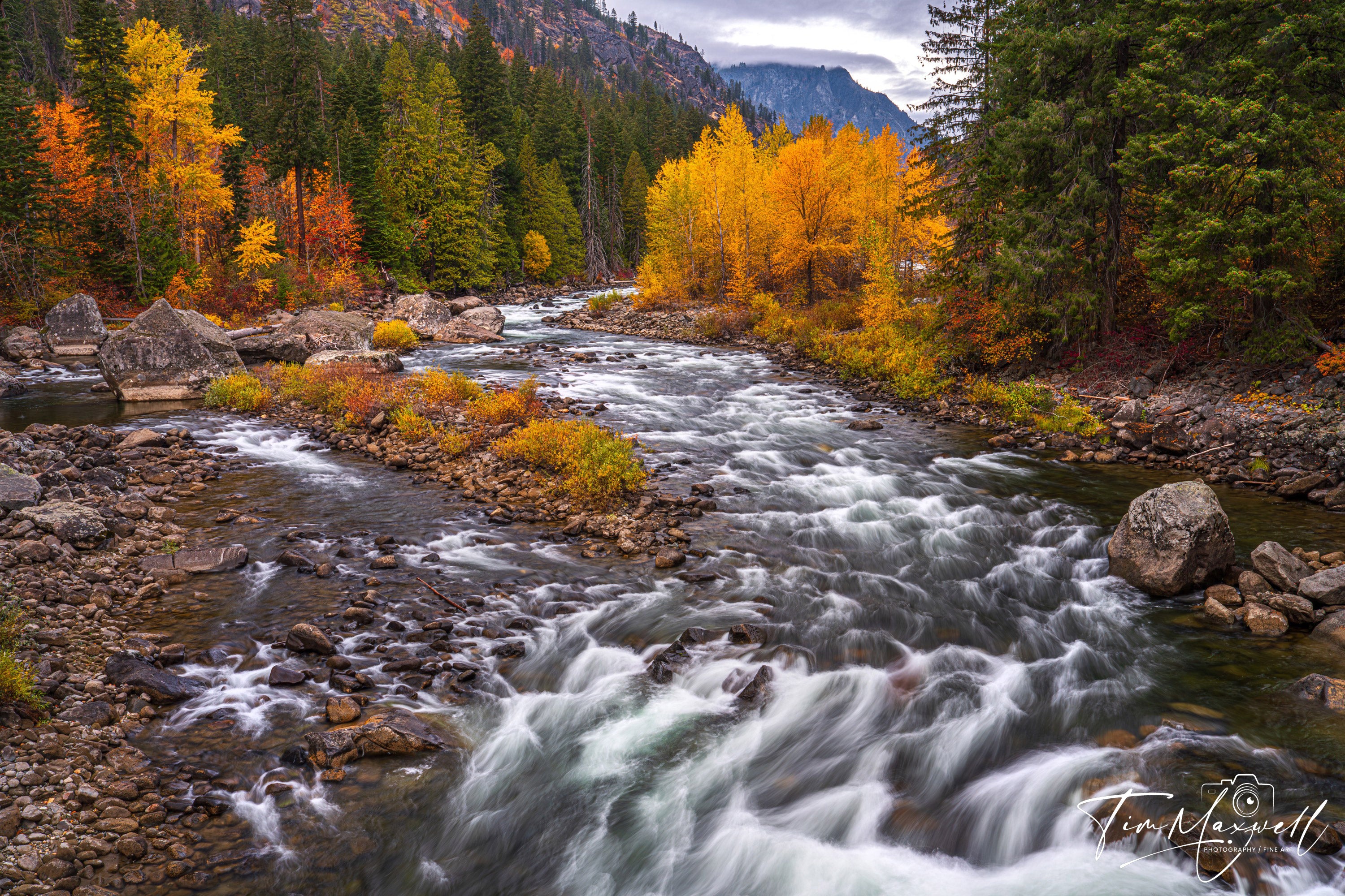Wenatchee River flowing through golden autumn trees and evergreen forest, fine art print by Tim Maxwell.