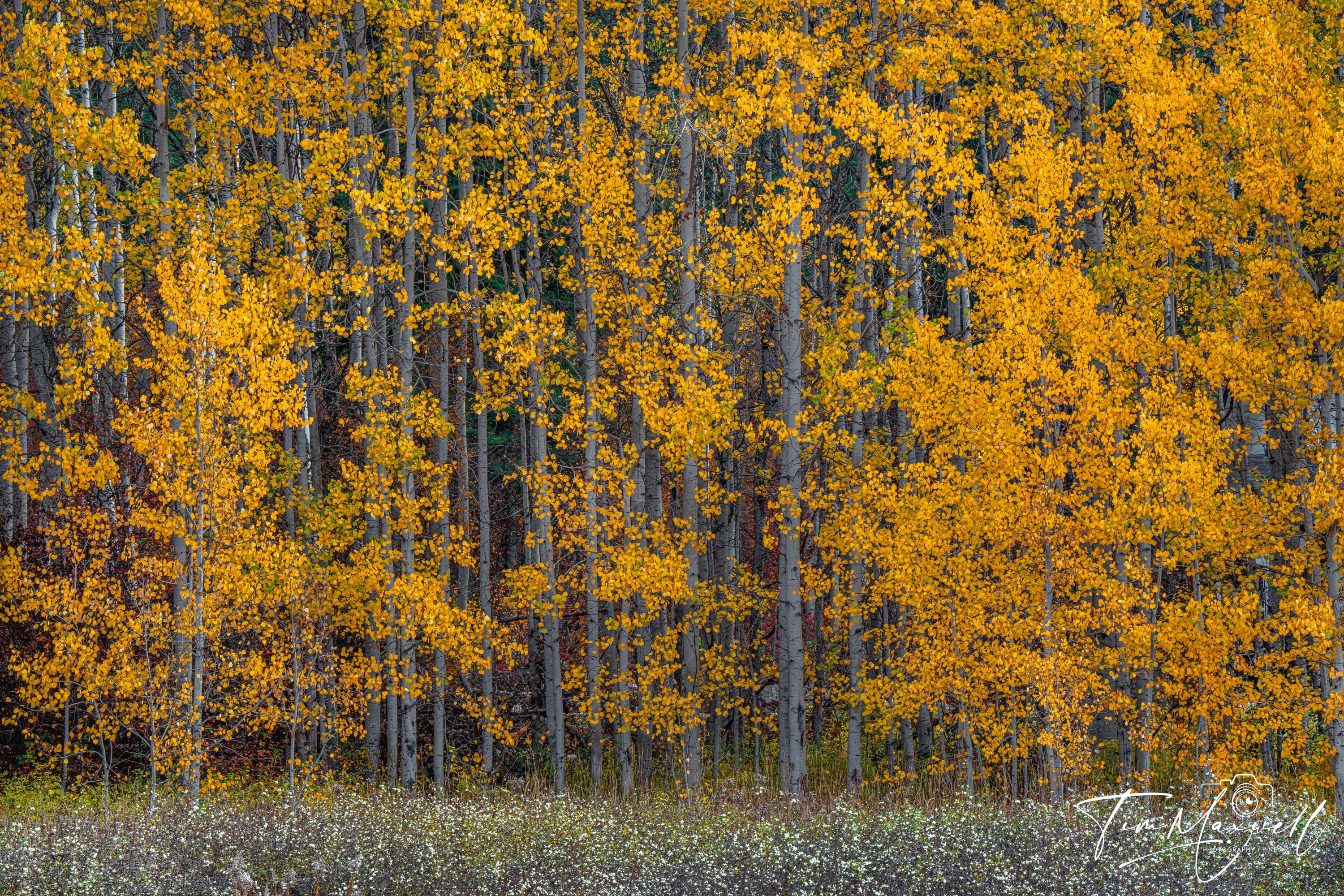 Dense grove of golden aspen trees with white seed pods in foreground, Wenatchee National Forest, fine art print by Tim Maxwell.