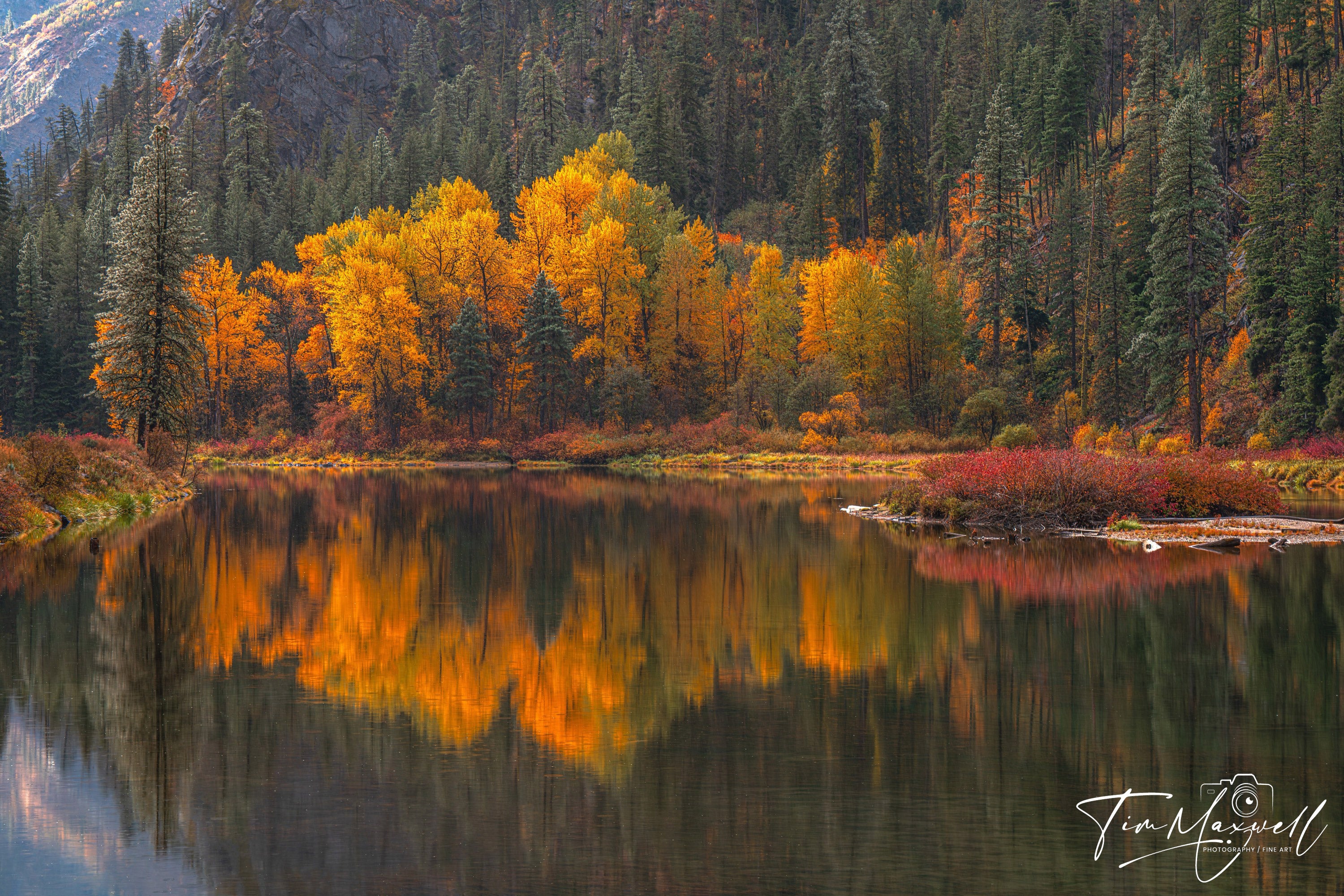 Golden autumn trees reflecting in the still waters of the Wenatchee River in Tumwater Canyon, fine art print by Tim Maxwell.